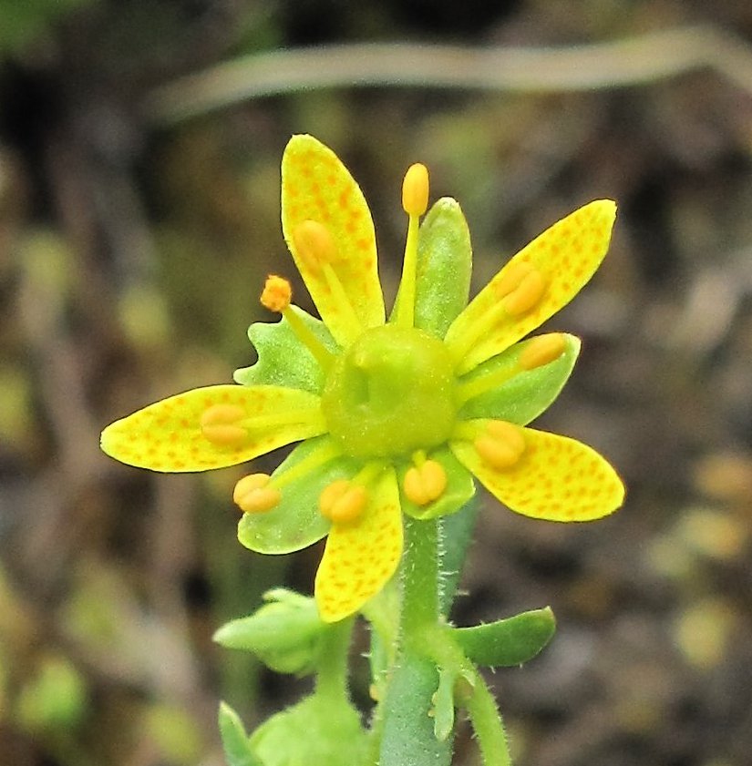 Saxifraga aizoides